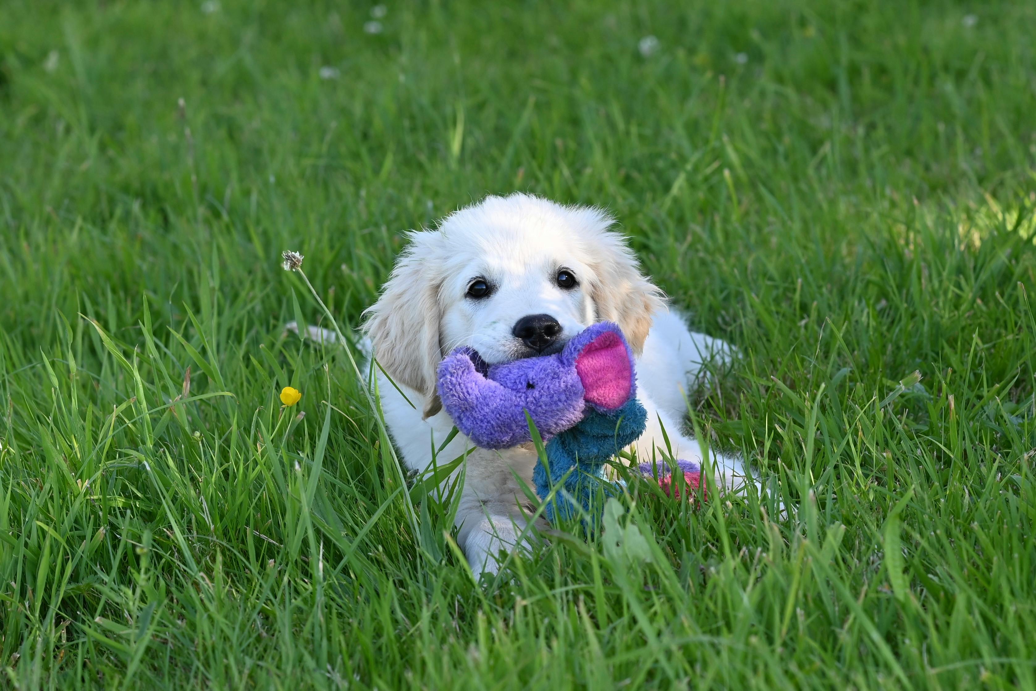 Max — 13 wks Male Cream Golden, Wavy Coat Golden Retriever