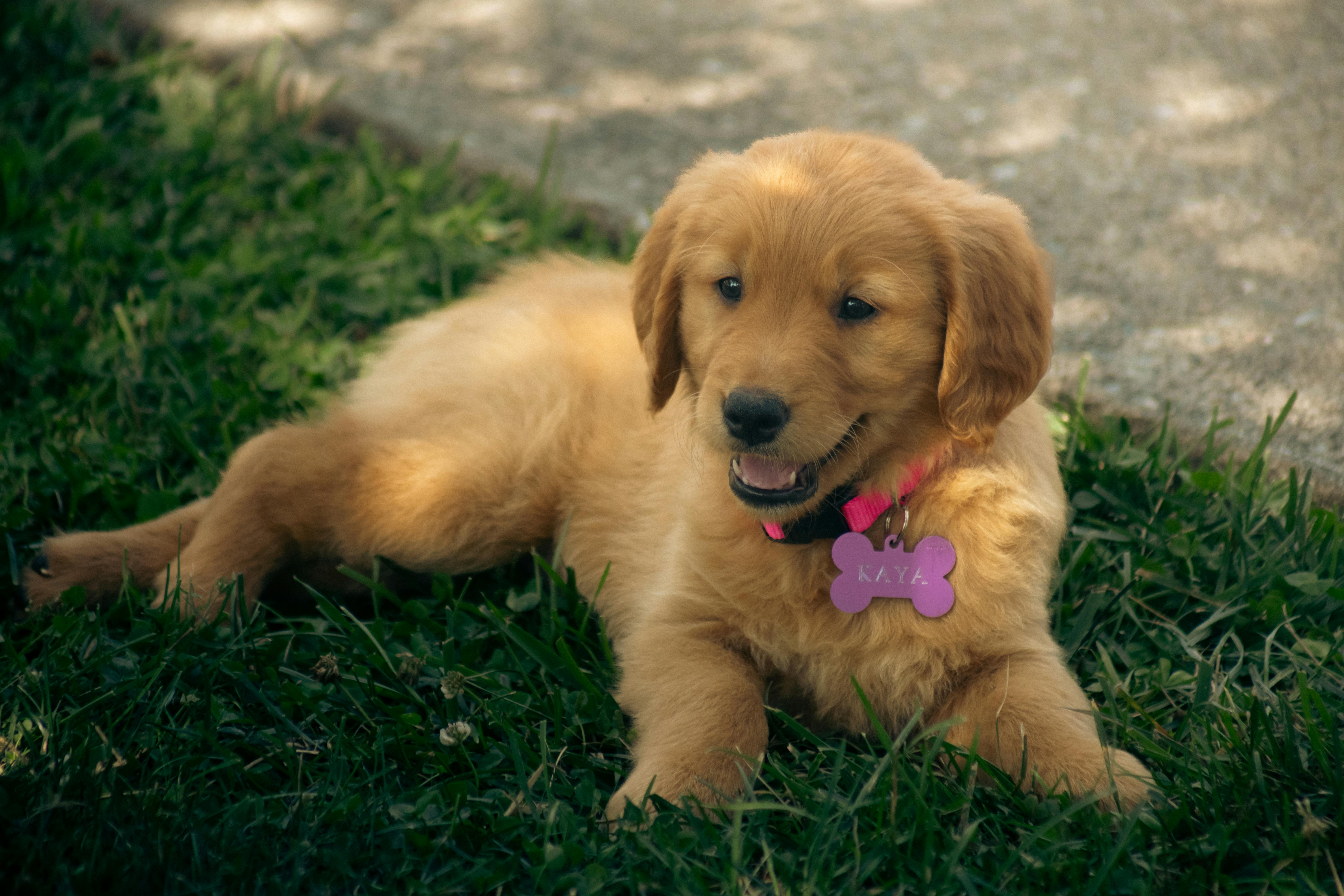 Bella — 16 wks Female Dark Golden, Thick Coat Golden Retriever