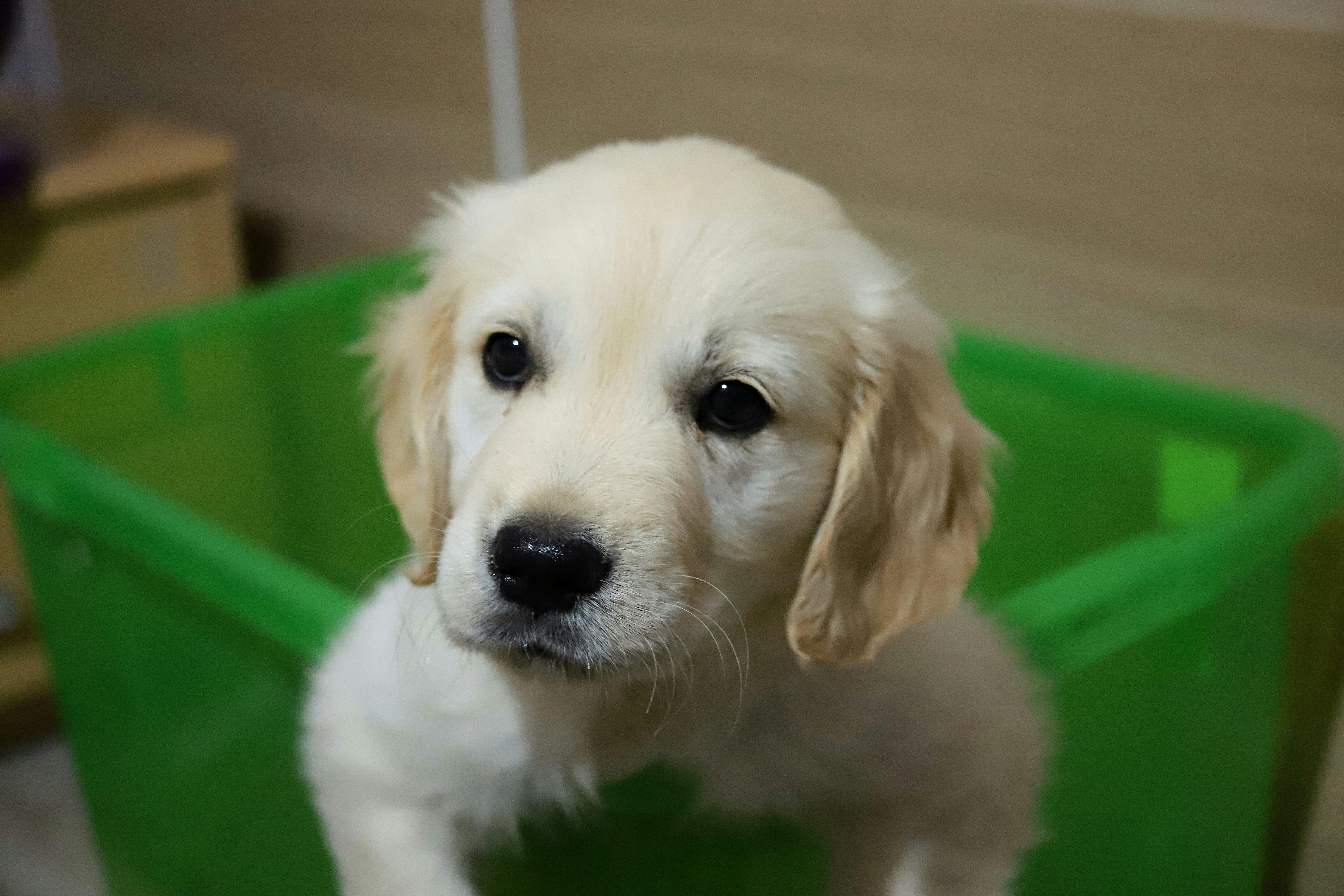 Rocky — 10 wks Male Light Golden, Straight Coat Golden Retriever (Reserved)