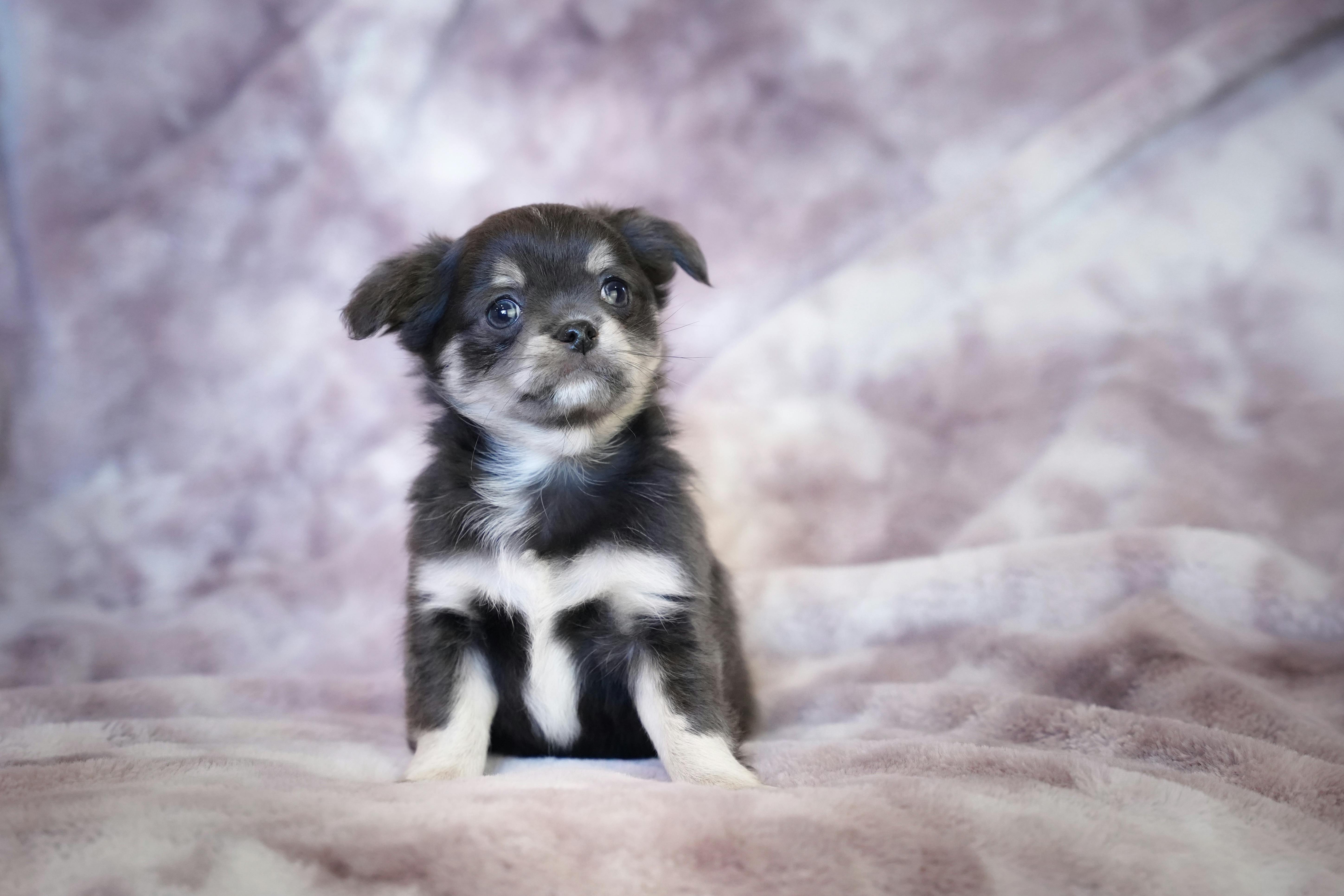 Daisy — 12 wks Female Cream Golden, Fluffy Coat Golden Retriever