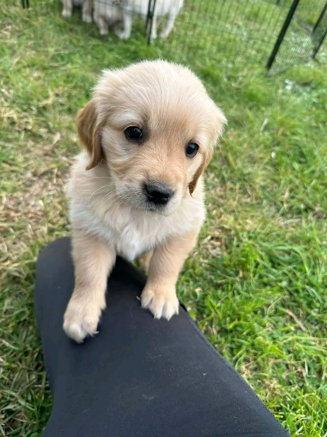 Esther — Gold Golden Retriever