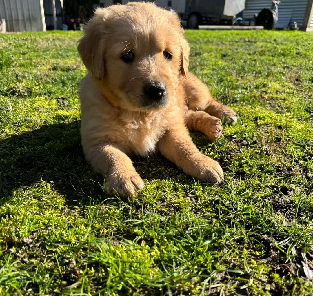 Luis — Pure gold Golden Retriever