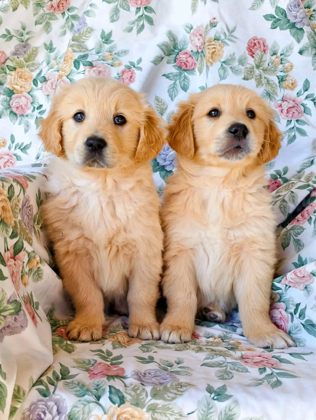 Enerst — 5 months Pure gold AKC Golden Retriever puppy for sale