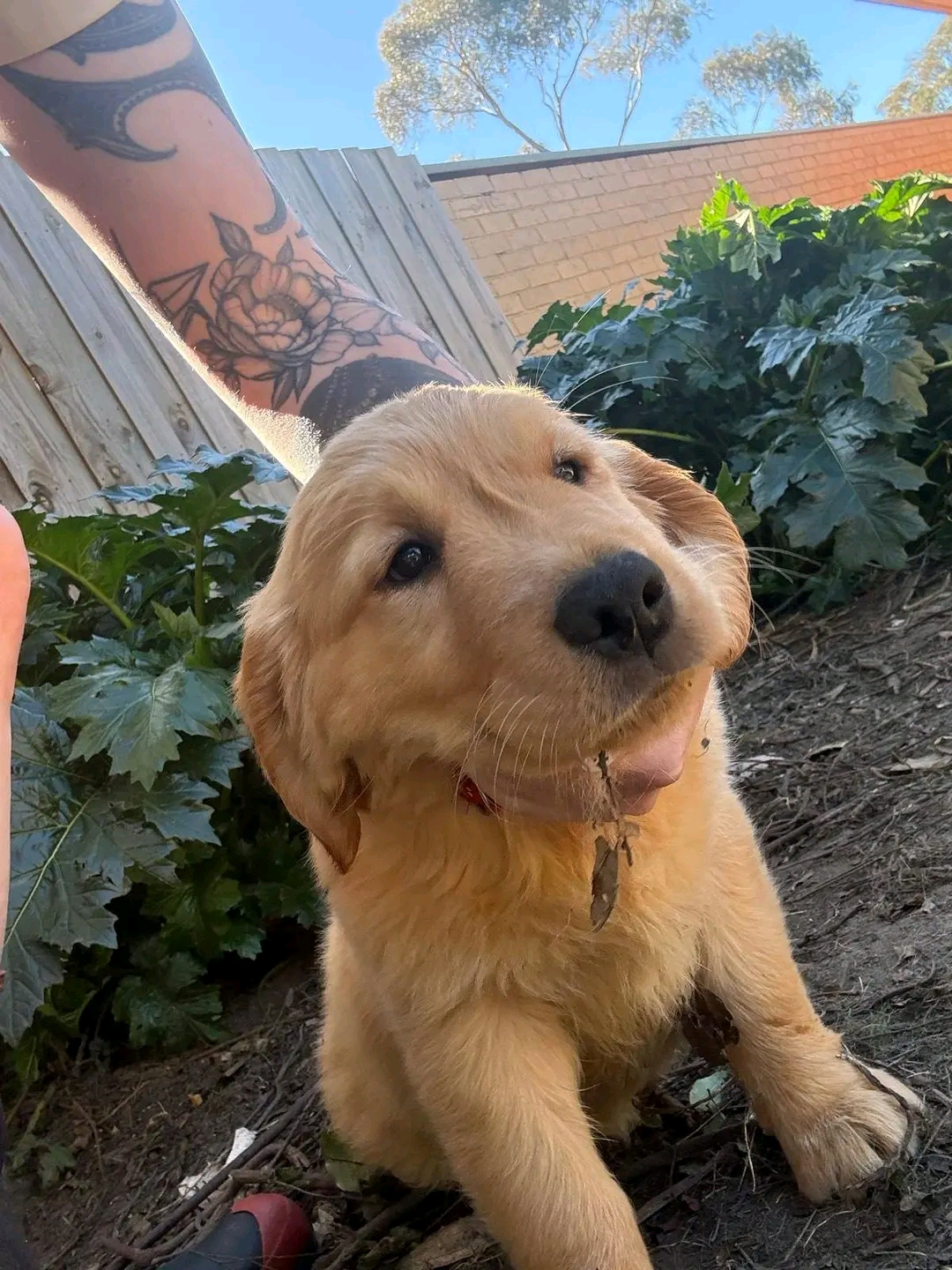 Kerry — 4 months Pure gold AKC Golden Retriever puppy (Reserved)