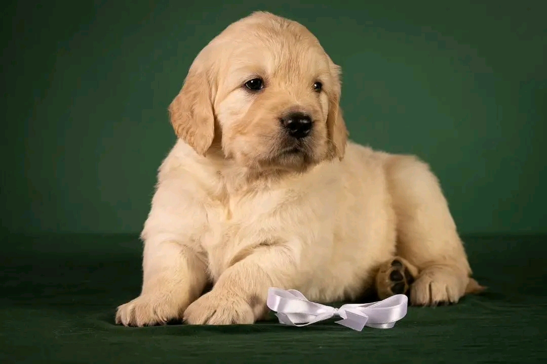 Felix — 20 wks Male Pure gold Golden Retriever
