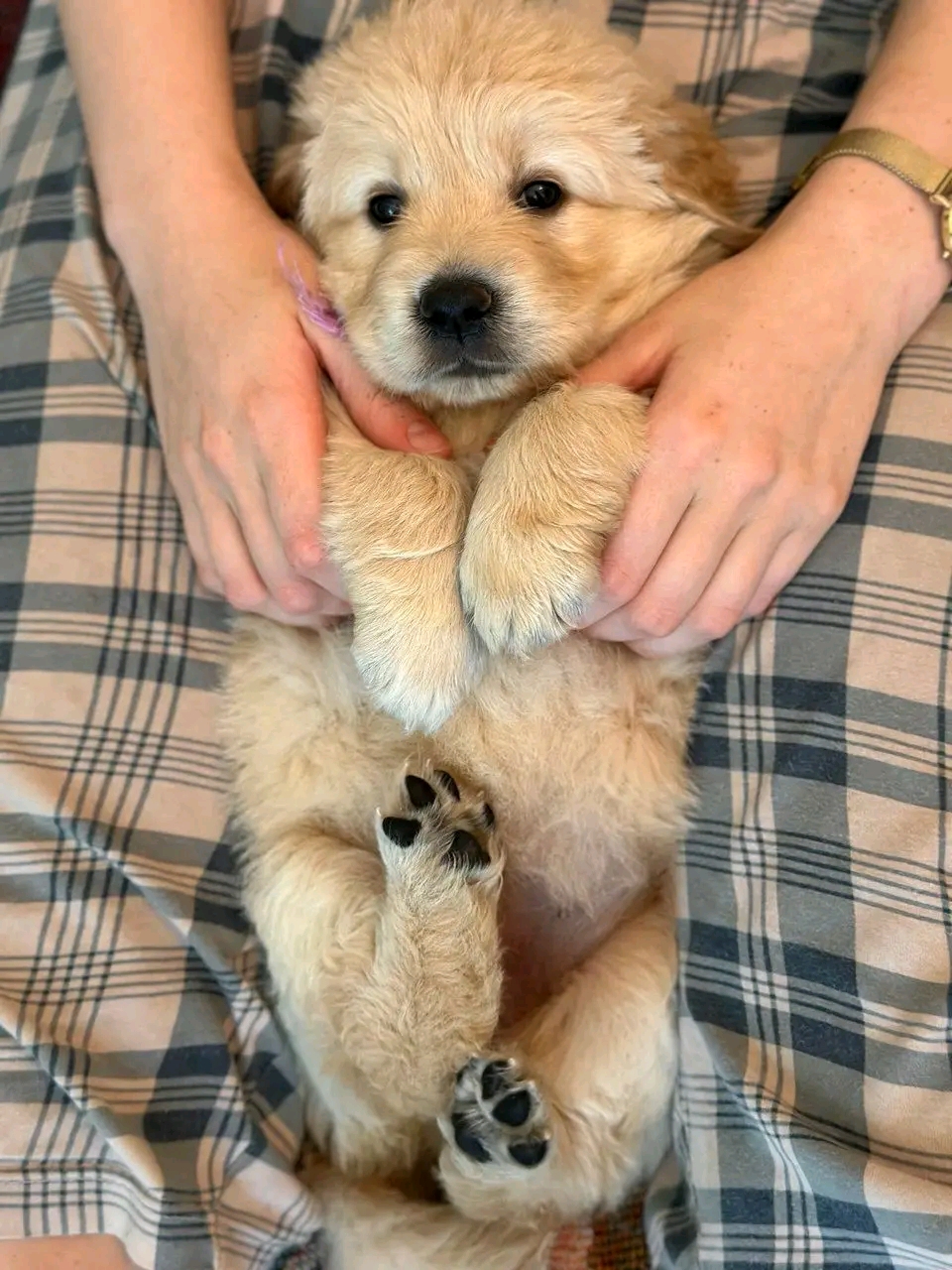Rose — 20 wks Female Light cream golden. Golden Retriever