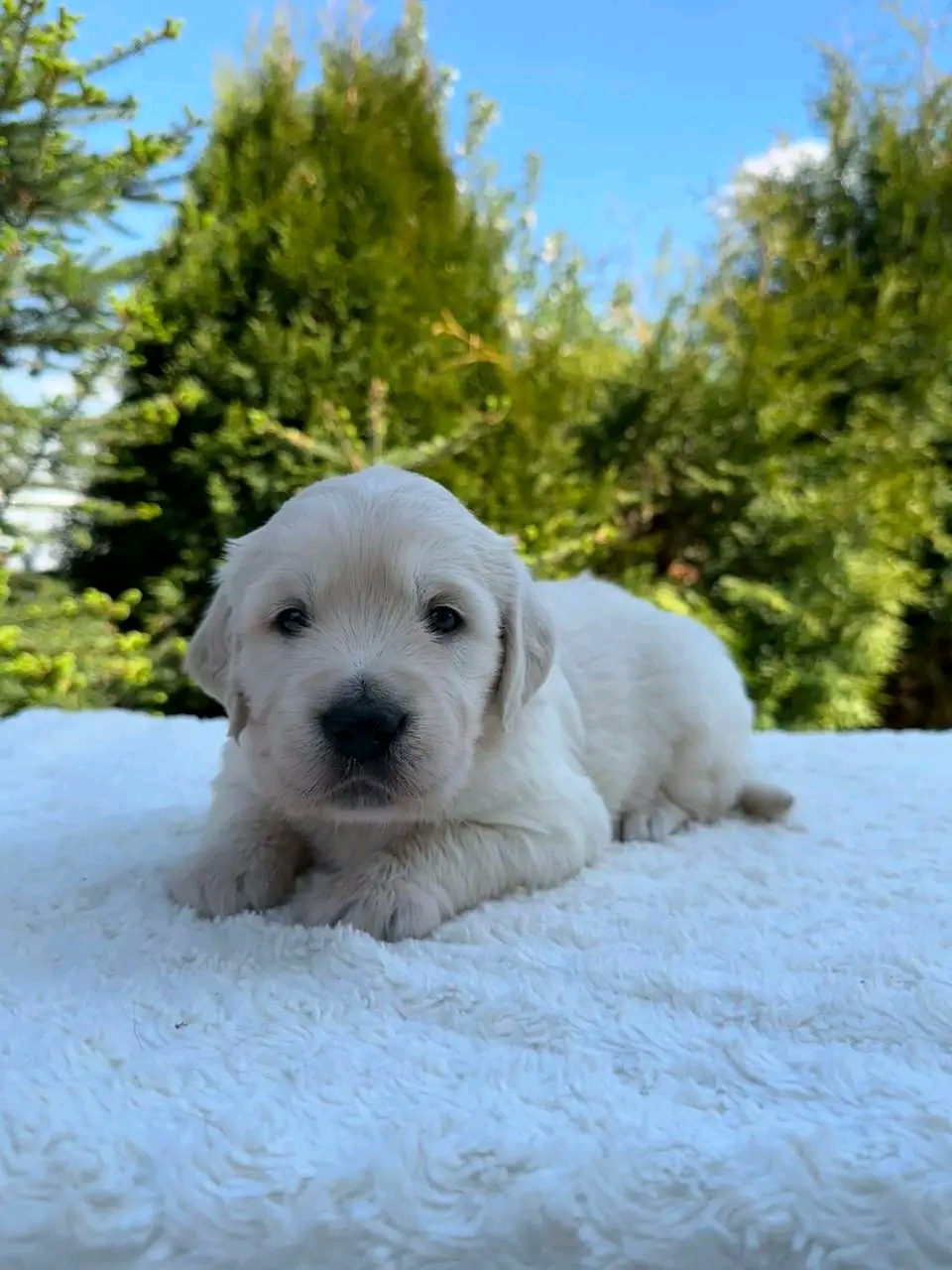 Vivian — 15 wks Male light cream to almost white coat Golden Retriever