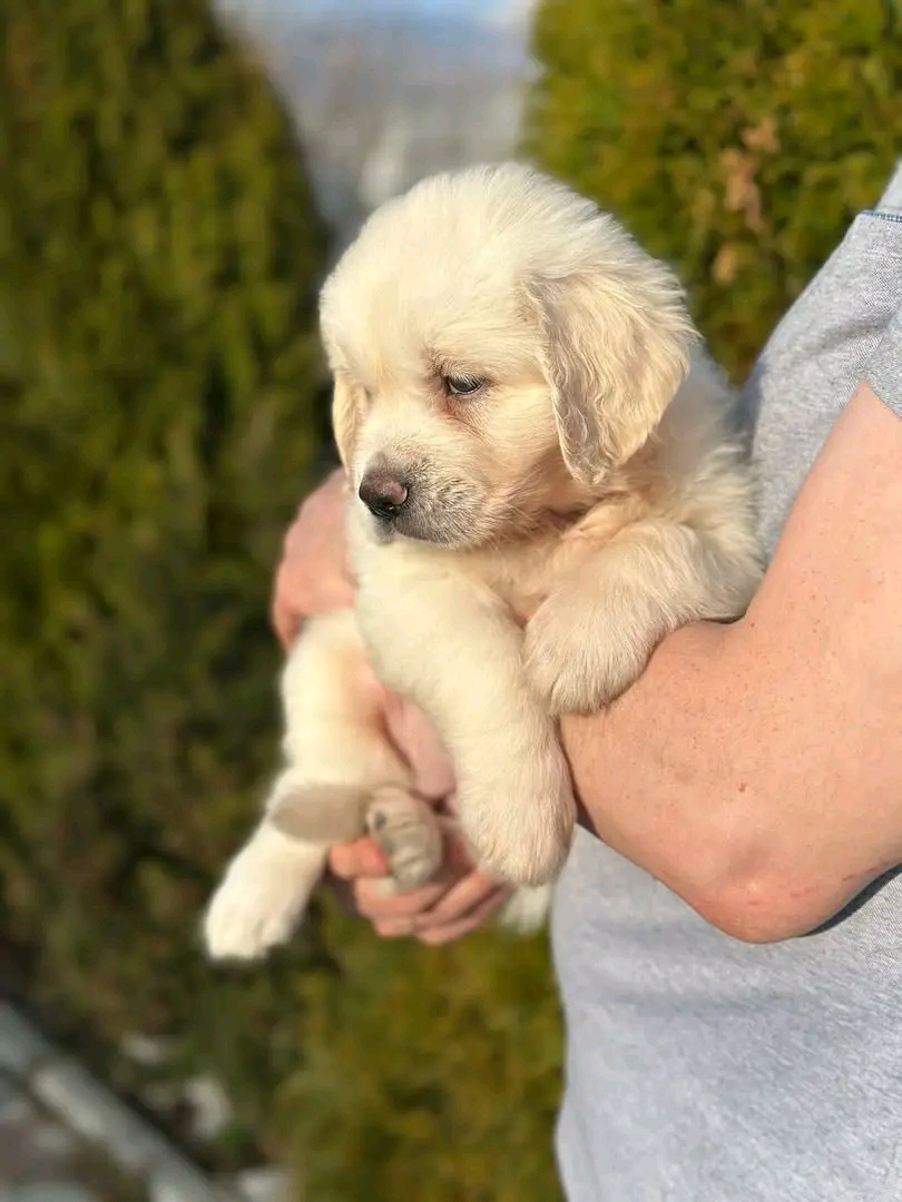 Jenifer — 14 wks Female Light cream gold Golden Retriever