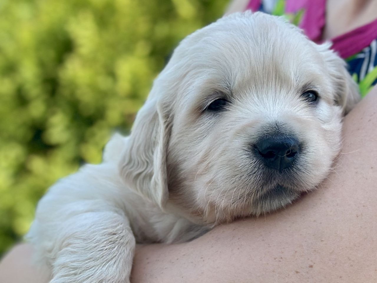 Shawn — 15 wks Male very light cream to off-white coat Golden Retriever