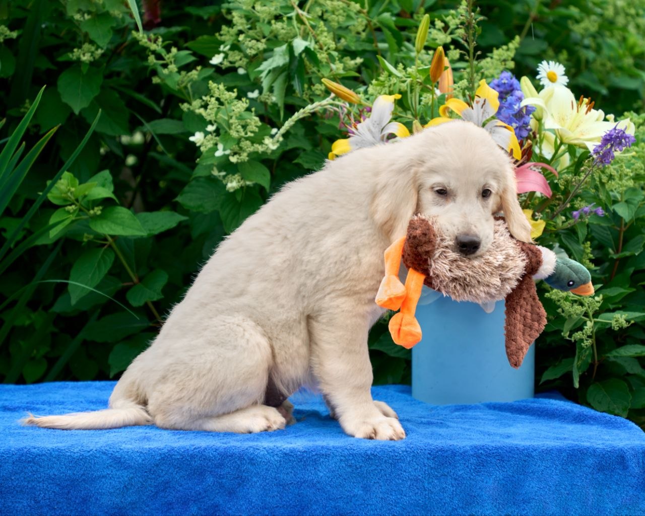 Kerry — 15 wks Female Very light cream to off-white coat Golden Retriever